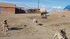 Kadınhanı Pusatta Çoban Köpekleri