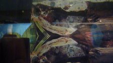 Betta Yavrularım 4. Gününde
