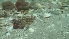 Şişeden Çıkan İlginç Balık