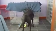 Akıllı Köpek Üstünü Nasıl Örter