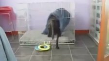 Akıllı Köpek Üstünü Nasıl Örter
