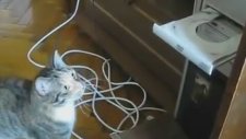 Kedinin DVD Rom Merakı