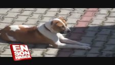 Köpek Yaralı Kedinin Başında Bekledi