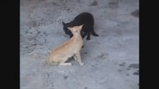 Kedi Kavgası