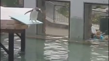 Yükseklik Korkusu Olan Penguen