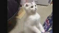 Meraklı Kedi