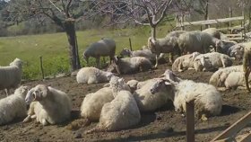 Yüksel Özkasap - Anam Benim Garip Anam Yüksel Özkasap - Anam Benim Garip Anam