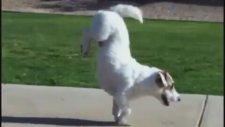 Dünyanın En Akıllı Köpeği