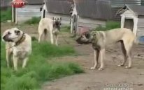 Kangal Köpekleri Belgeseli