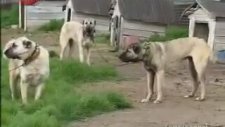 Kangal Köpekleri Belgeseli