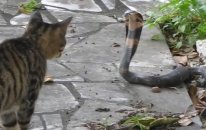 Kedi İle Kobra Yılanı