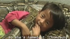 Kid Rides Giant Python
