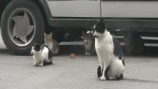 Kötü Kedi Şerafettin Ve Çetesi