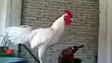 Ferdi Yelol Şavşatlı