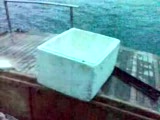 Mercan Avı Hasılatı