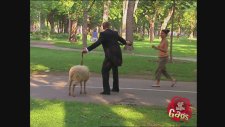 Best Of Just For Laughs Gags - Best Wedding Pranks