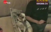 Dünyanın En Komik Köpek Videoları