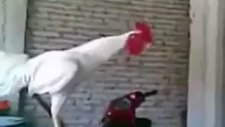 Kahkaha Atan Horoz