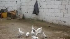 Paçalı Güvercinler
