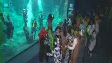 Köpekbalıklarıyla Harlem Shake Yaptılar!