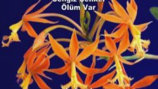 Cengiz Çelikel - Ölüm Var