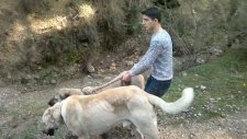 kangal izmir