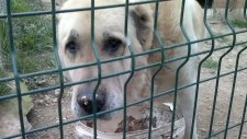 Kangal izmir