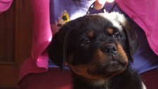 Yavru Köpek