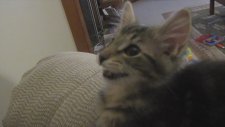 Keçi Sesi Çıkaran Kedi!
