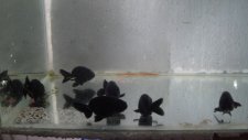 Black Ranchu