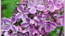 Cengiz Çelikel - Azraile Can Vermeye