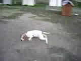 İngİlİz poİnter ( av köpeklerİ ) yavrulari
