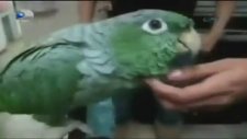 Bebek Gibi Ağlayan Papağan