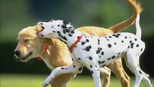 Köpekler
