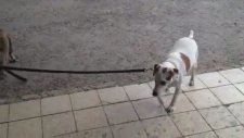 Köpeği Eve Bırakan Kedi
