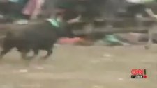 Boğa Festivali Kanlı Bitti: 2 Ölü