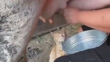 Çılgın Kedinin Taze Süt Keyfi!