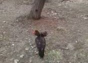 Sırtlan Yine Parçalıyor