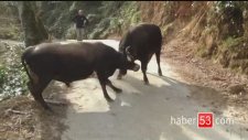 Bırak Bişey Olmaz (Boğa Güreştiren Rizeli)