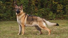 Top 10 Guard Dogs In The World