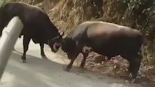 Türk İşi Boğa Güreşi! (Bırak Bişey Olmaz)