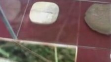 Adana Fosil Sergisi