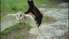 Cat And Owl Playing - Fum & Gebra - Perfect Friendship