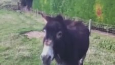 Eşeğe Acı Biber Şoku