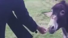 Eşeğe Acı Biber Yedirmek