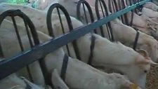 Keçi Çiftliği Ve Kilitleme Sağım Sistemi