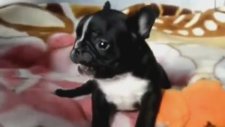 Doğuştan Sinirli Sevimli Köpek