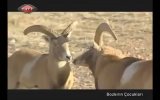 Konya Yaban Koyunu 2