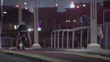 Oscar Pistorius Vs A Horse