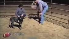 Sahibini Can Kulağıyla Dinleyen Köpek